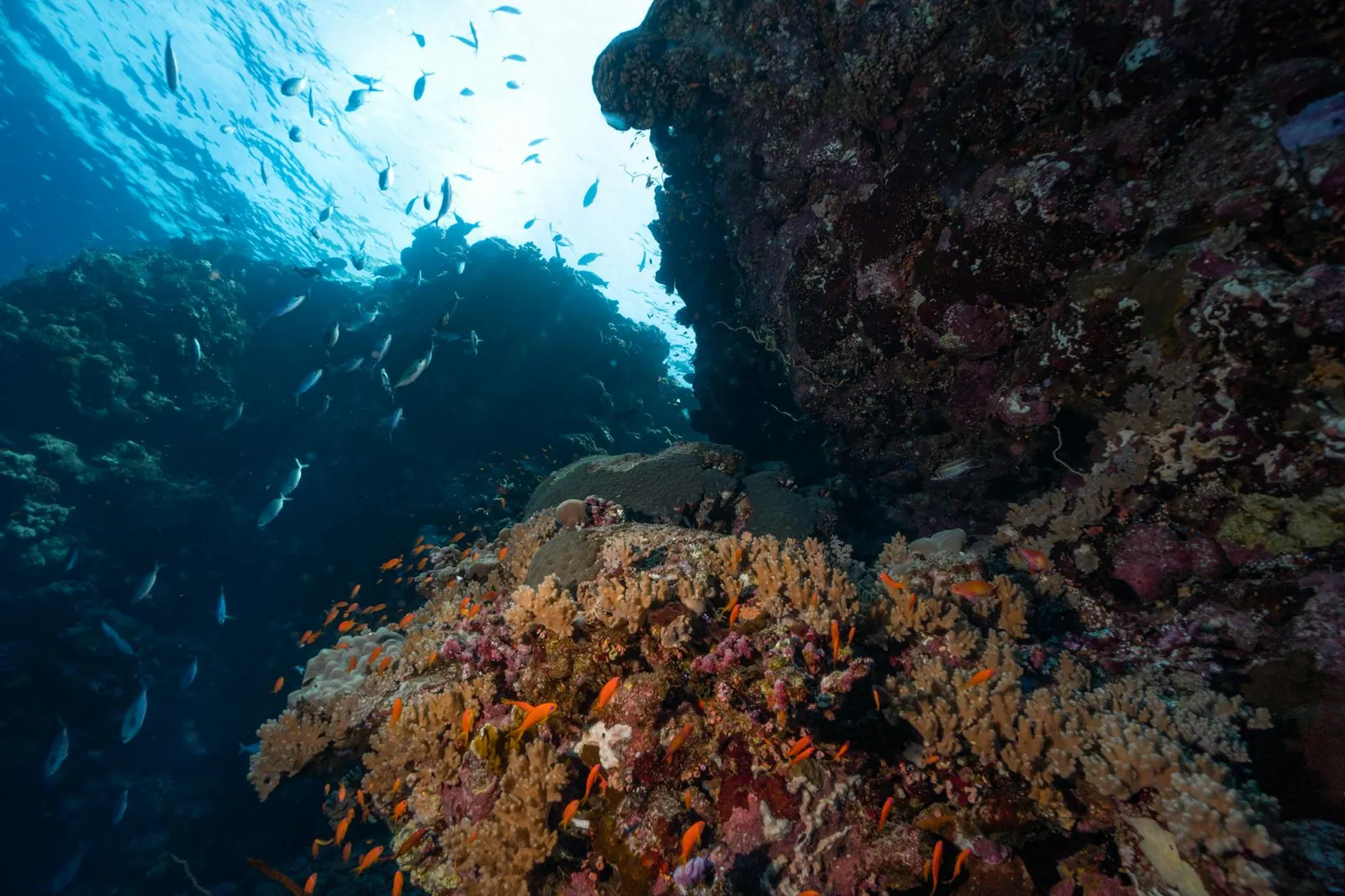 Comprehensive Guide to Offshore Company Formation in Belize - Benefits & Steps