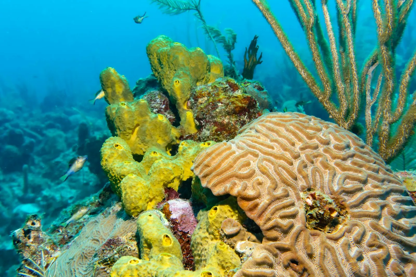Essential Requirements for Establishing an Offshore Bank in Belize