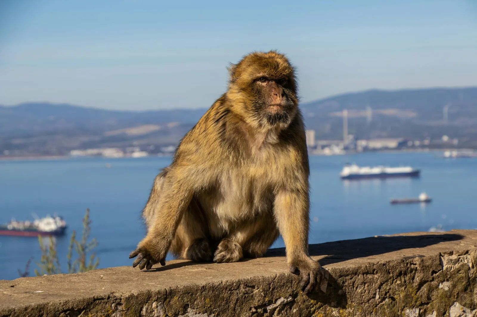 Establishing a Gibraltar Company with a Puerto Rican Bank Account - A Comprehensive Guide