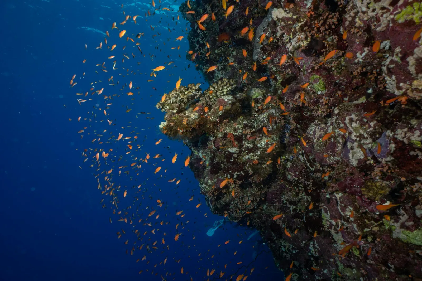 Establecimiento de Fideicomisos en Belice - Una Guía Integral para Inversores