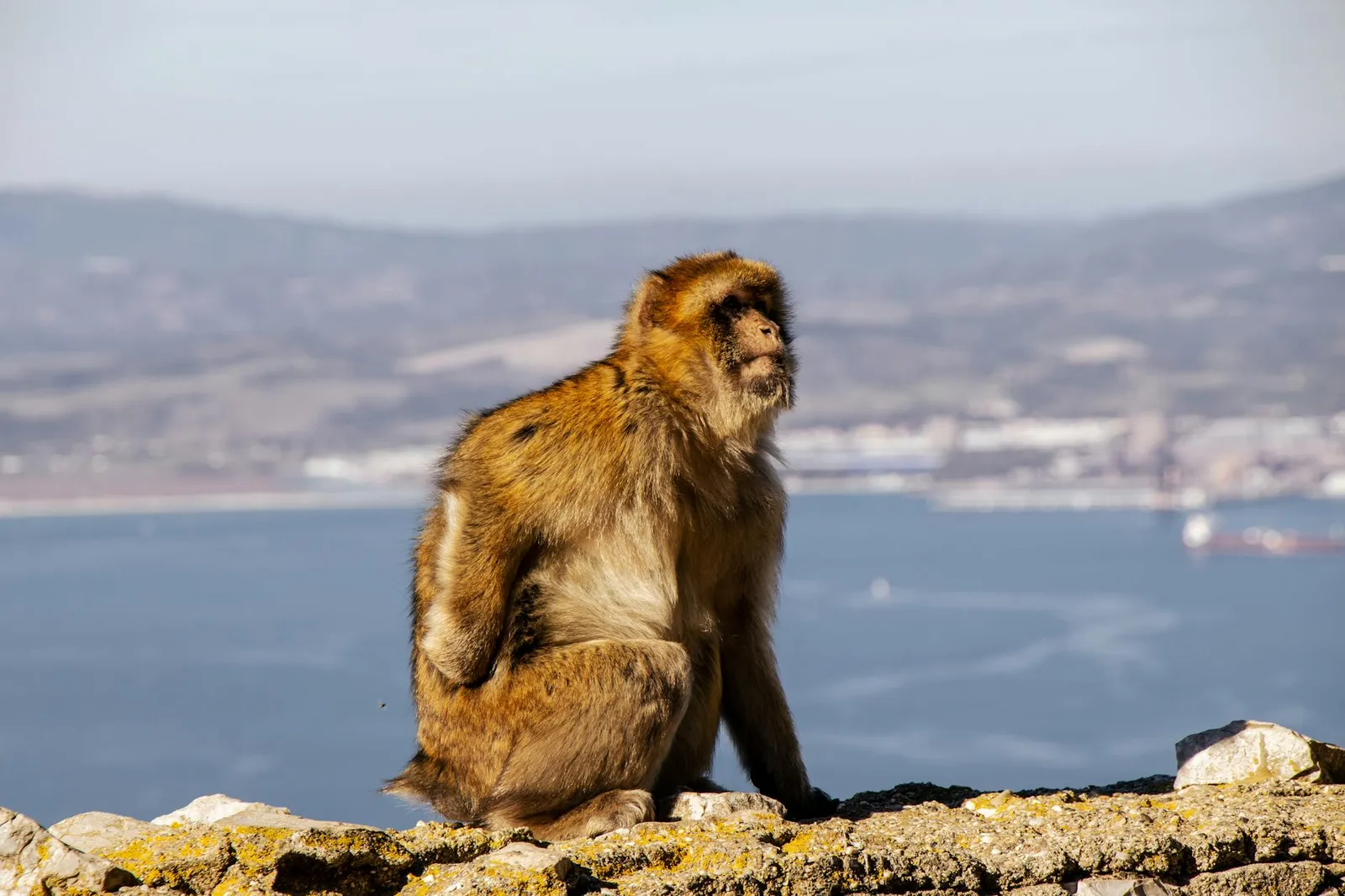 Open a Gibraltar Company with a Puerto Rico Bank Account - Your Guide to International Business